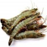 DaySeaDay, Crevetten white Tiger 30/40 ganz 1Kg